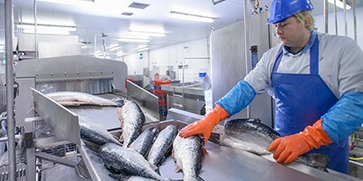 Um trabalhador com roupas de proteção frentea uma esteira transportadora de peixes.
