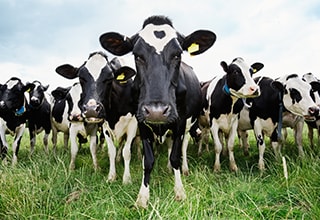 Photo of cows