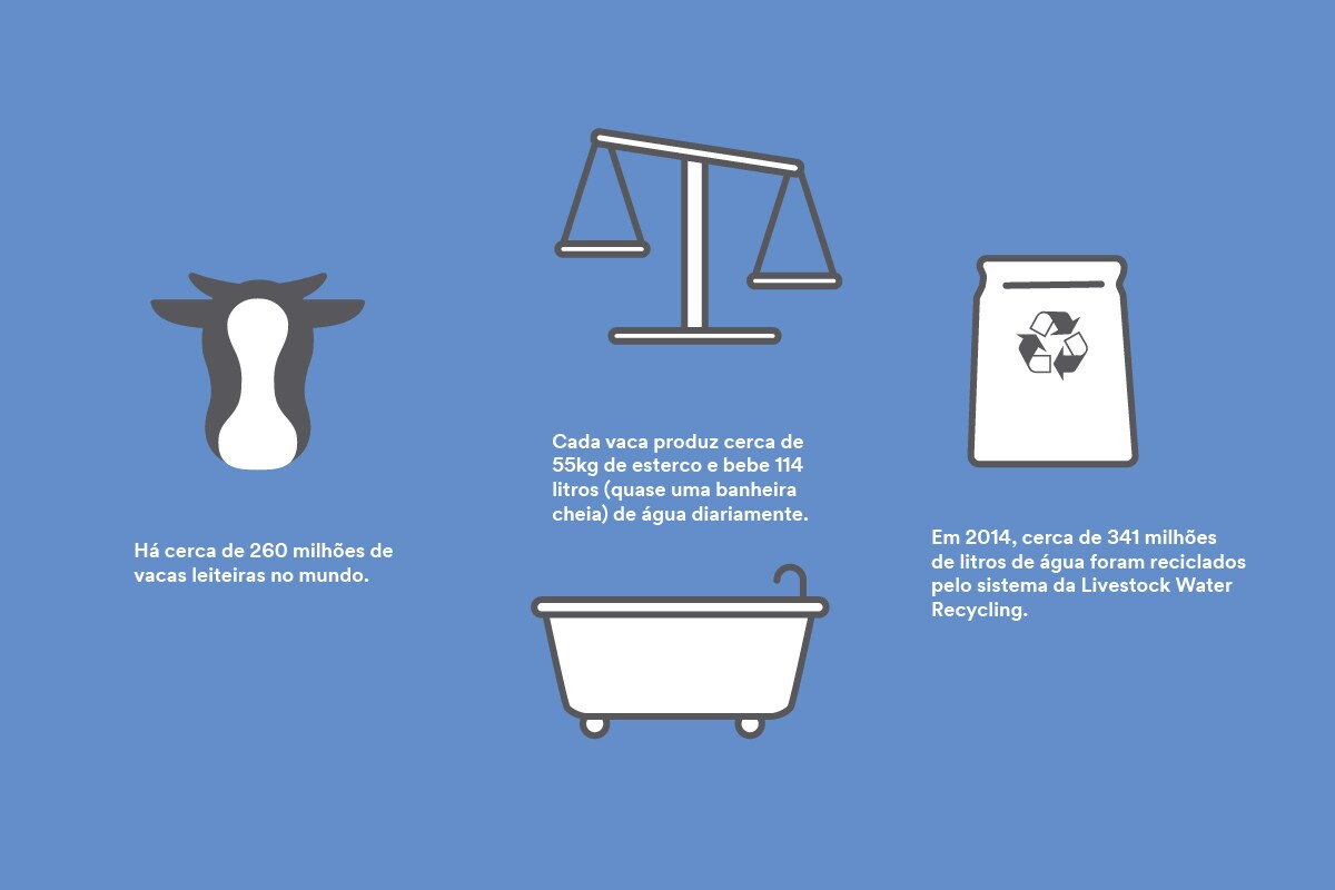 Infographic with the image of a cow and bathtub.