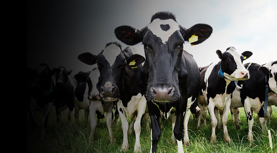 Photo of cows