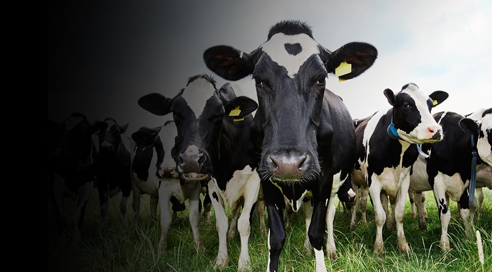 Photo of cows