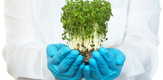 Duas mãos com luvas azuis seguram uma pequena planta.

