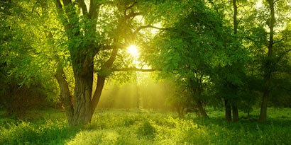 Forest at dawn 
